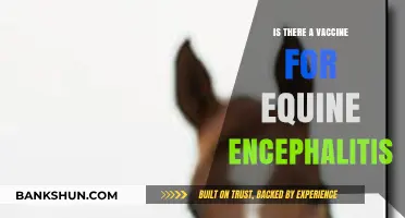 Equine Encephalitis Vaccine: Availability, Efficacy, and Prevention Strategies