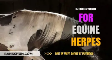 Equine Herpes Vaccine: Availability, Efficacy, and Prevention Strategies