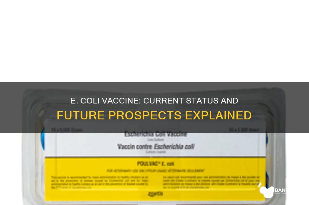 is there a vaccine for escherichia coli