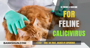 Feline Calicivirus Vaccine: Availability, Efficacy, and Prevention Strategies