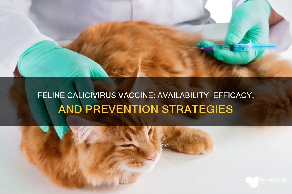 is there a vaccine for feline calicivirus