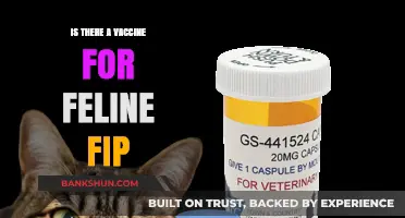Feline FIP Vaccine: Current Status and Hope for Cat Owners