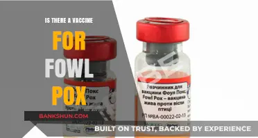 Fowl Pox Vaccine: Does It Exist and How Effective Is It?