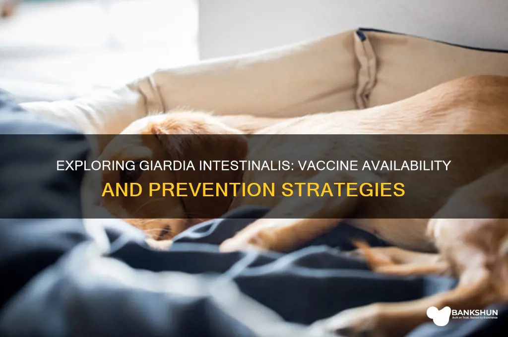 is there a vaccine for giardia intestinalis