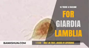 Is There a Vaccine for Giardia Lamblia? Current Research Explained