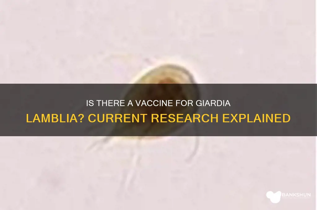 is there a vaccine for giardia lamblia