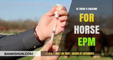 Horse EPM Vaccine: Current Status and Prevention Strategies Explained