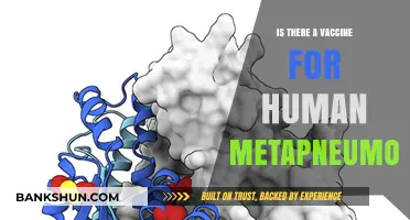 Human Metapneumovirus Vaccine: Current Status and Future Prospects