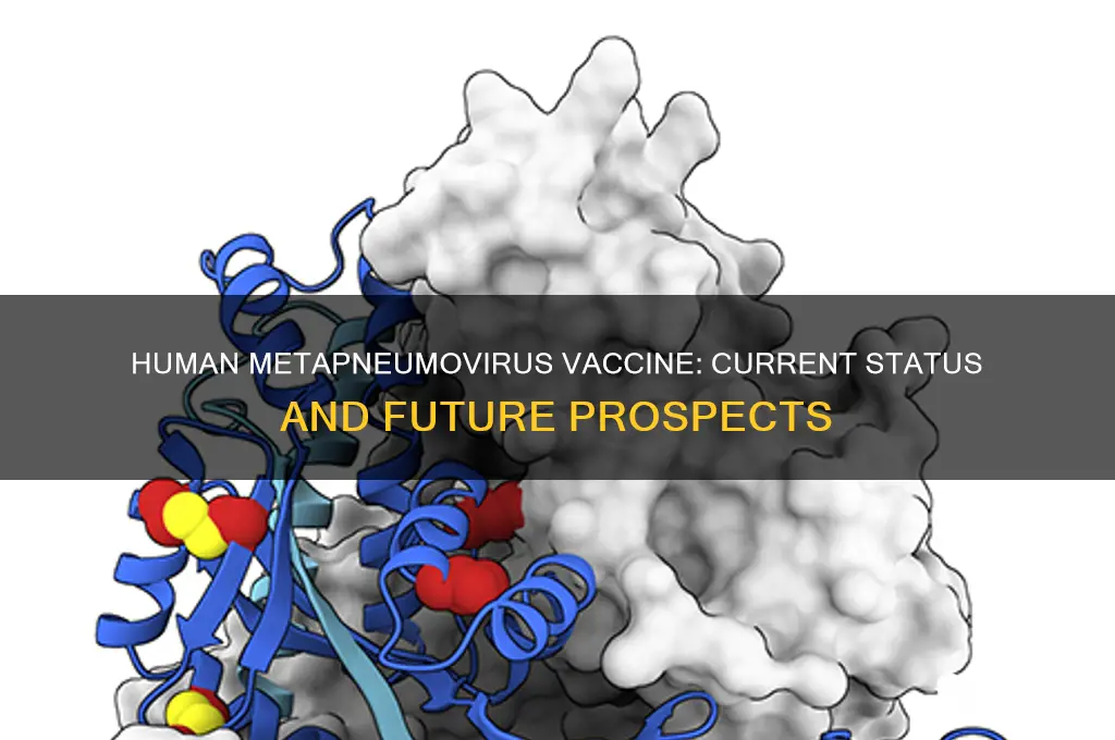is there a vaccine for human metapneumovirus