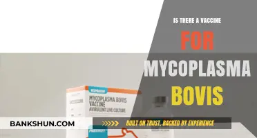 Mycoplasma Bovis Vaccine: Current Status and Future Prospects