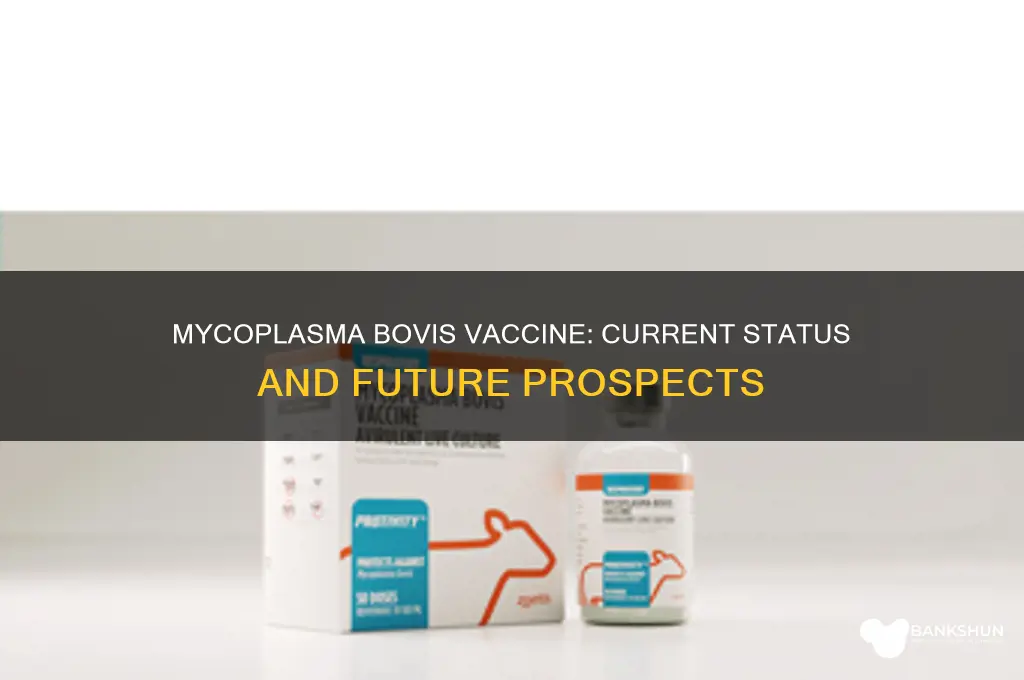 is there a vaccine for mycoplasma bovis
