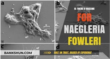 Naegleria Fowleri Vaccine: Current Research and Prevention Strategies