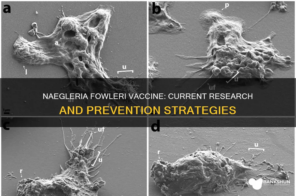 is there a vaccine for naegleria fowleri