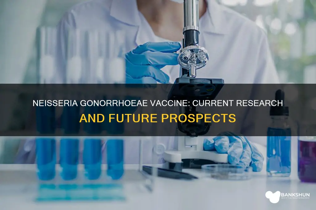 is there a vaccine for neisseria gonorrhoeae