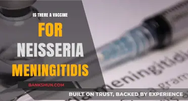 Neisseria Meningitidis Vaccine: Availability, Effectiveness, and Prevention Explained
