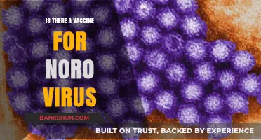 Norovirus Vaccine: Current Status and Future Possibilities Explained