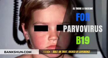 Parvovirus B19 Vaccine: Current Status and Prevention Strategies Explained