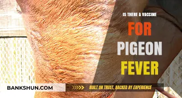 Pigeon Fever Vaccine: Fact or Fiction? What Horse Owners Need to Know