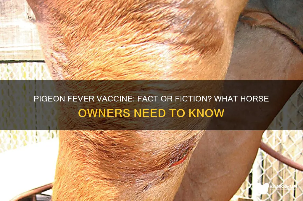 is there a vaccine for pigeon fever