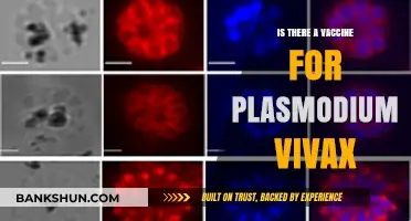 Exploring the Search for a Plasmodium Vivax Malaria Vaccine