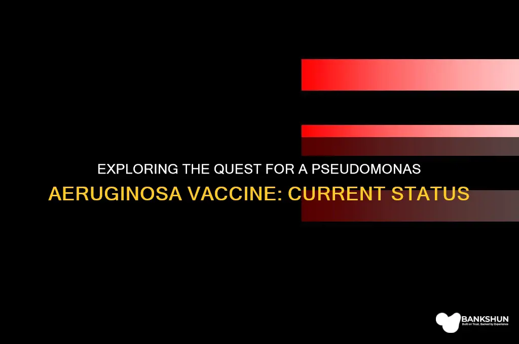 is there a vaccine for pseudomonas aeruginosa