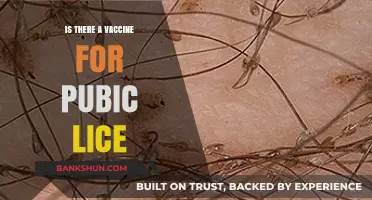 Pubic Lice Vaccination: Fact or Fiction? Exploring Prevention Options