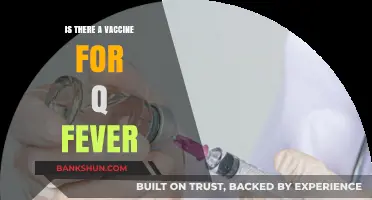 Q Fever Vaccine: Availability, Effectiveness, and Prevention Strategies Explained
