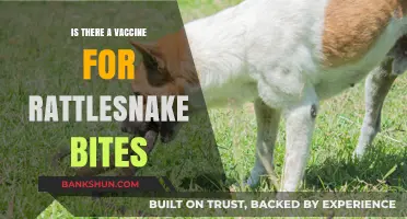 Rattlesnake Bites: Exploring the Possibility of a Life-Saving Vaccine