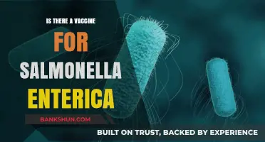 Exploring the Possibility of a Salmonella Enterica Vaccine