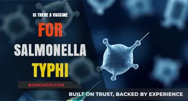 Vaccine for Salmonella Typhi: Availability, Effectiveness, and Prevention Tips