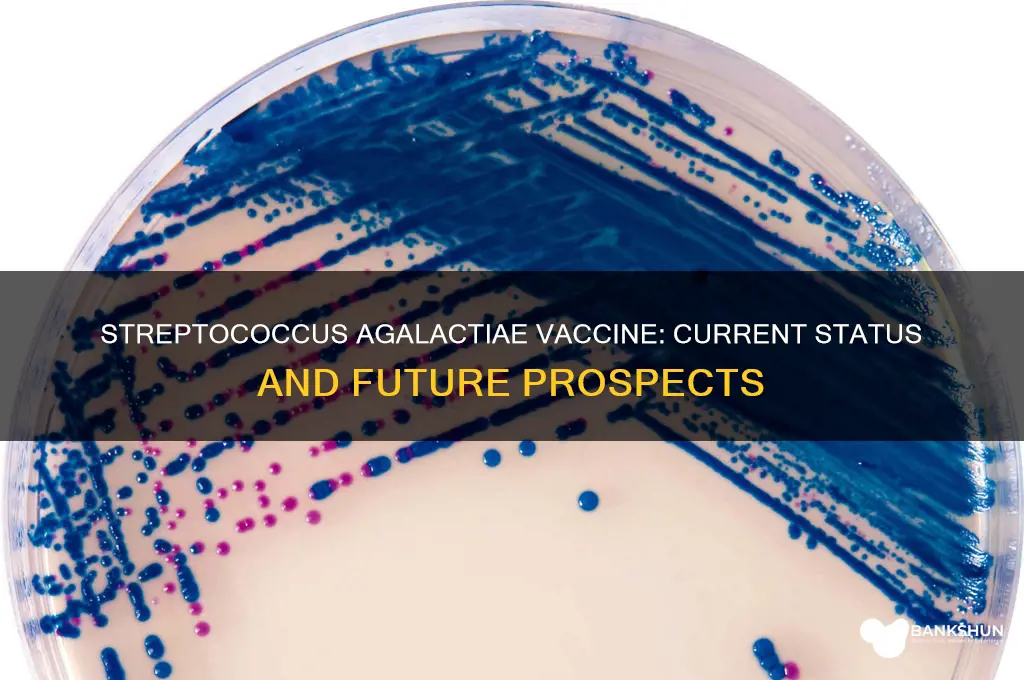 is there a vaccine for streptococcus agalactiae