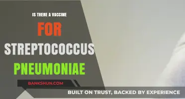 Streptococcus Pneumoniae Vaccine: Availability, Effectiveness, and Prevention Explained