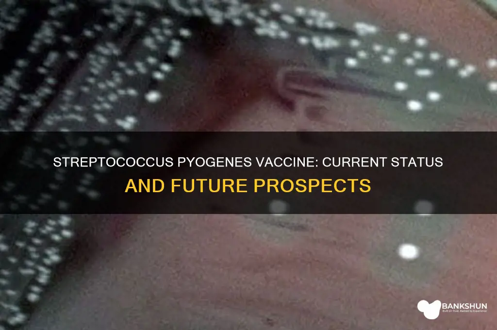 is there a vaccine for streptococcus pyogenes