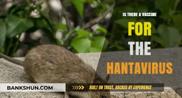 Hantavirus Vaccine: Current Status and Prevention Strategies Explained
