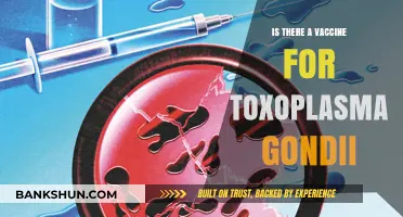 Exploring the Search for a Toxoplasma Gondii Vaccine: Current Status