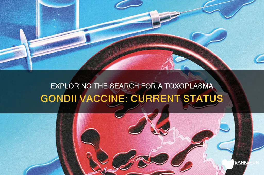 is there a vaccine for toxoplasma gondii