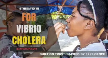 Exploring the Existence of a Vibrio Cholera Vaccine: Facts and Updates