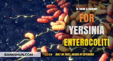 Exploring Yersinia Enterocolitica: Vaccine Availability and Prevention Strategies
