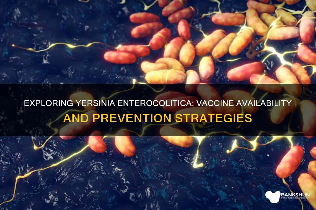 is there a vaccine for yersinia enterocolitica