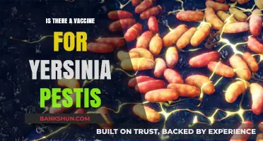 Yersinia Pestis Vaccine: Current Status and Future Prospects