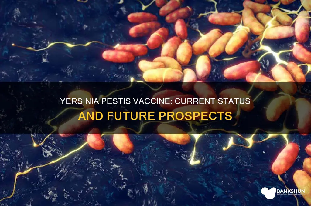 is there a vaccine for yersinia pestis