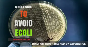 Can a Vaccine Prevent E. coli Infections? Exploring Current Research