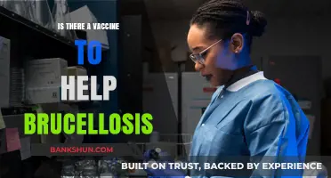 Exploring Brucellosis Vaccines: Current Options and Future Developments
