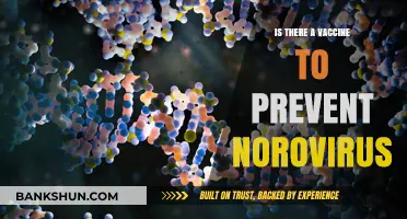 Norovirus Vaccine: Current Status and Prevention Strategies Explained