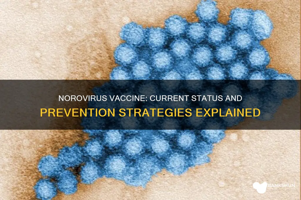 is there a vaccine to prevent norovirus
