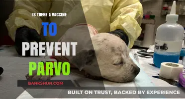 Can a Vaccine Prevent Parvo in Dogs? What You Need to Know
