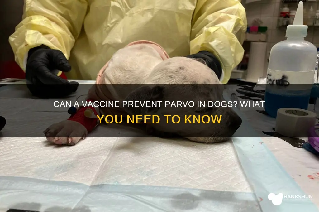 is there a vaccine to prevent parvo