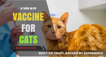 FIP Vaccine for Cats: Current Status and Future Prospects