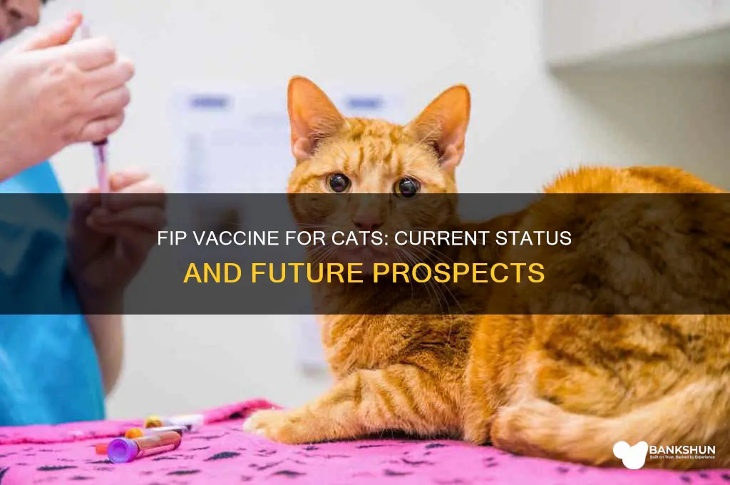 is there an fip vaccine for cats