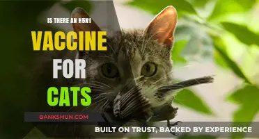 H5N1 Vaccine for Cats: Availability, Safety, and Protection Explained